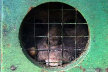 Pelepasliaran Lutung Jawa