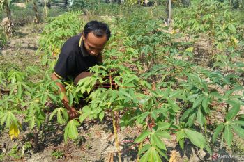 Stok menipis akibat kemarau, harga singkong di Mesuji meningkat