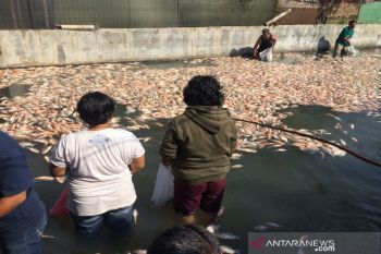 Akibat pintu air ditutup, lima ton ikan air tawar di kolam mati