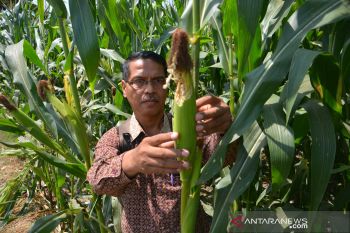 Jagung terserang hama tikus
