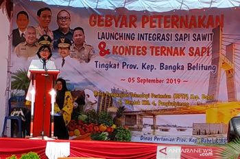 Bangka Belitung jadi daerah lumbung ternak sapi potong