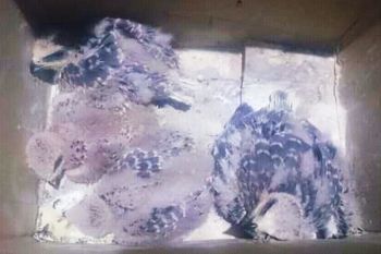 BKSDA terima empat anak elang tikus dari warga Kotim