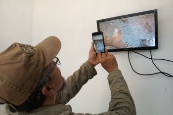 Taman Satwa Lembah Hijau siap rawat harimau "Batua"