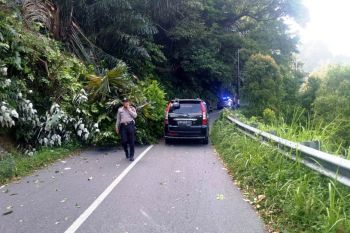 Pohon tumbang di Kelok 5, lalu lintas Maninjau-Bukittinggi terganggu