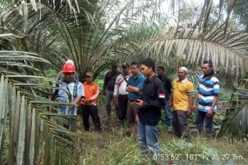 Harimau sumatera mangsa dua ekor sapi