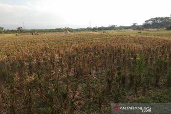Puluhan hektare tanaman padi di Batang rawan gagal panen