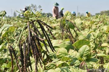 Panen kacang hijau