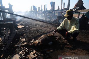 Kandang dilalap si jago merah, ratusan kambing mati terbakar
