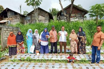 UMMY Lecturer Solok introduces certified shallot cultivation