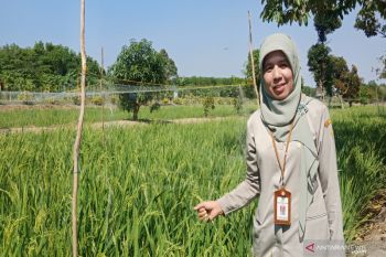 Balittra gencarkan pengelolaan lahan rawa pasang surut ramah lingkungan