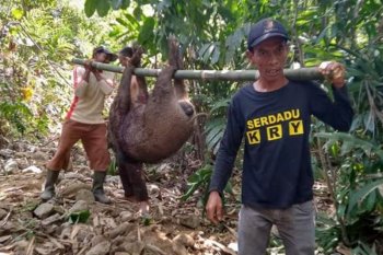 Babi hutan rusak lahan pertanian hingga petani tidak bisa panen