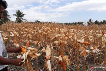 Hasil panen jagung turun akibat kemarau