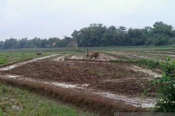 Ribuan hektare sawah di Kota Metro segera tanam padi September ini