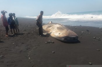 Seekor hiu paus berat 1 ton terdampar di Pantai