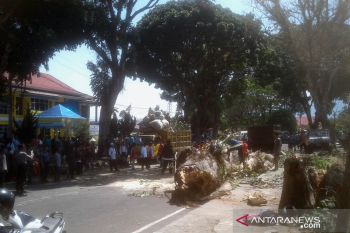 Angin kencang tumbangkan pohon pelindung, satu orang tewas tiga luka-luka