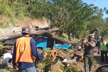 Dua kendaraan tertimpa pohon di ruas jalan Manado-Tomohon
