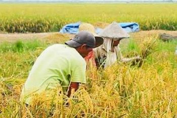 DPRD minta Pemkab Kotim lebih serius membangun sektor pertanian