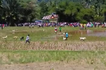 Ribuan Anggota Porbbi "Serbu" Talamau, Pasaman Barat