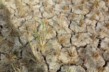 Sebanyak 161 hektare sawah  Minahasa Tenggara  alami kekeringan
