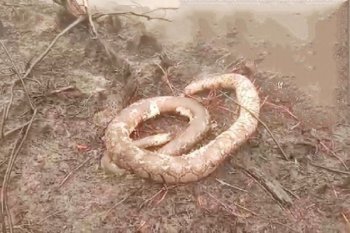 Banyak hewan terbakar saat kebakaran lahan