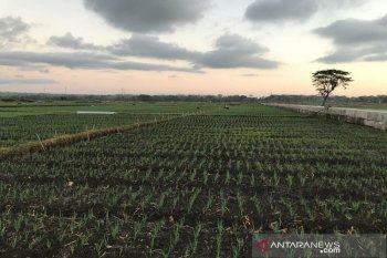 Pemkab Kulon Progo mengupayakan cetak sawah baru