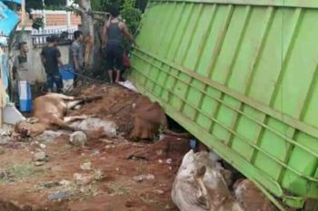 Truk bermutan sapi terguling di Jalinpatim Lampung Timur