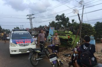 Truk terguling, 16  ekor sapi mati di lokasi