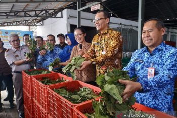 Pemerintah perluas negara tujuan ekspor daun gulinggang bahan dasar obat herbal
