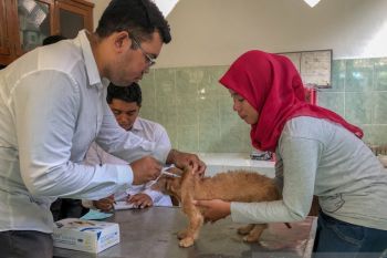 Yogyakarta menggencarkan vaksinasi rabies