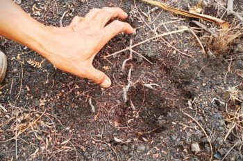 Tempat tinggalnya terbakar, orang utan serbu kebun warga