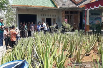 Pemkab Gunung Kidul memberi pelatihan pengolahan aloevera
