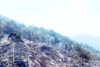 Dua hektare lahan perkebunan di Agam dibakar warga, ini awalnya