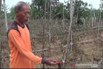 Panen raya, petani di sentra produksi tomat Magetan justru merugi