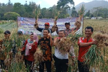 Di Tawangmangu, BI kembangkan bawang putih unggul