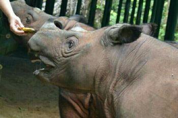 Badak Sumatera diyakini masih ada di Kalimantan