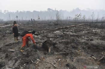 328.724 hektare hutan-lahan yang terbakar selama Januari sampai Agustus 2019
