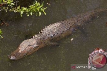 Buaya terkam pencari ikan