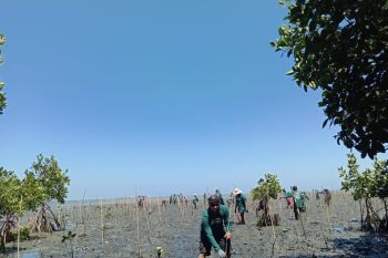 PT Mars  tanam 1.000 bibit mangrove di Pangkep