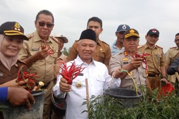 Bupati OKU Timur panen raya cabai