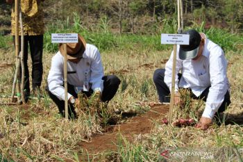 Petani Gunung Kidul panen bawang merah