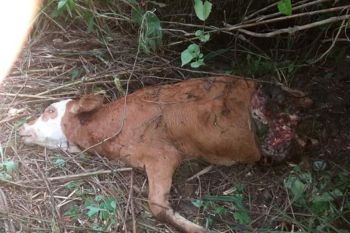 Harimau mangsa seekor sapi milik warga di Agam, badannya tinggal sebelah