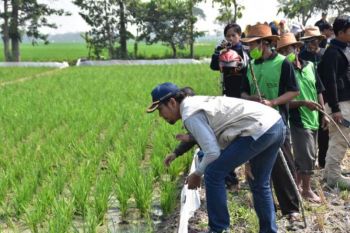 Bupati Madiun bersama petani "geropyokan" basmi tikus