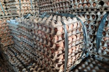 Stok telur ada 13.501 ton di Lampung