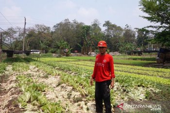 Petani sawi gagal panen karena kemarau