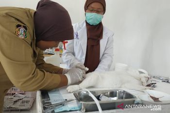 Ini alasan adanya 'ear tip' untuk kucing yang dikebiri