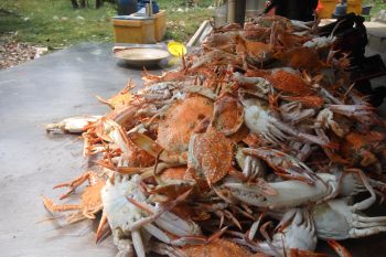 Tangkapan rajungan Lampung Timur merosot