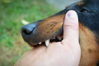 33 warga Sikka dinyatakan positif rabies