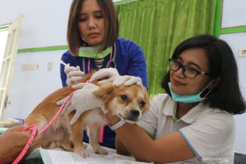 Layanan vaksin rabies