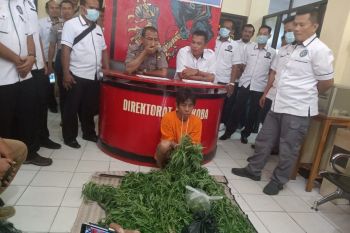 Tanam ganja di belakang rumah, warga Lingkar Barat ini jadi tahanan polisi