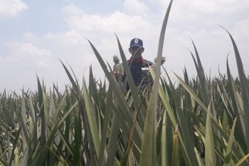 Produksi nanas PT GGP capai 2.000-3.500 ton per hari